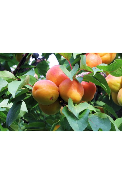 Абрикос Вондер Кот